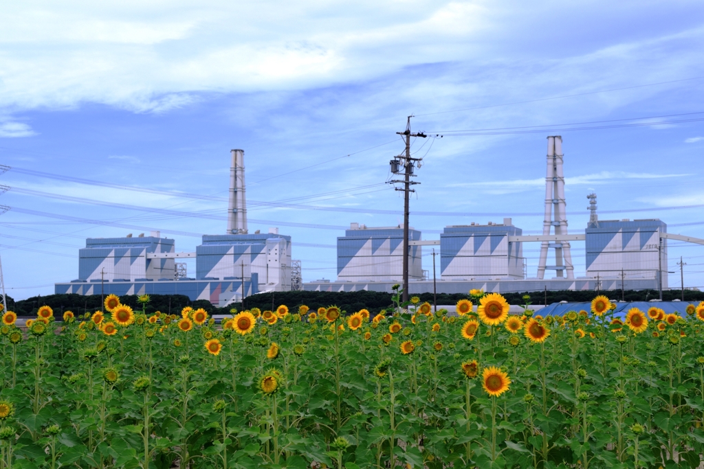 市内のヒマワリ畑ロケハン＃１