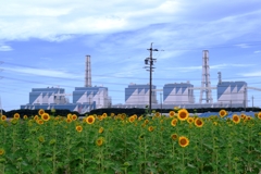 市内のヒマワリ畑ロケハン#1