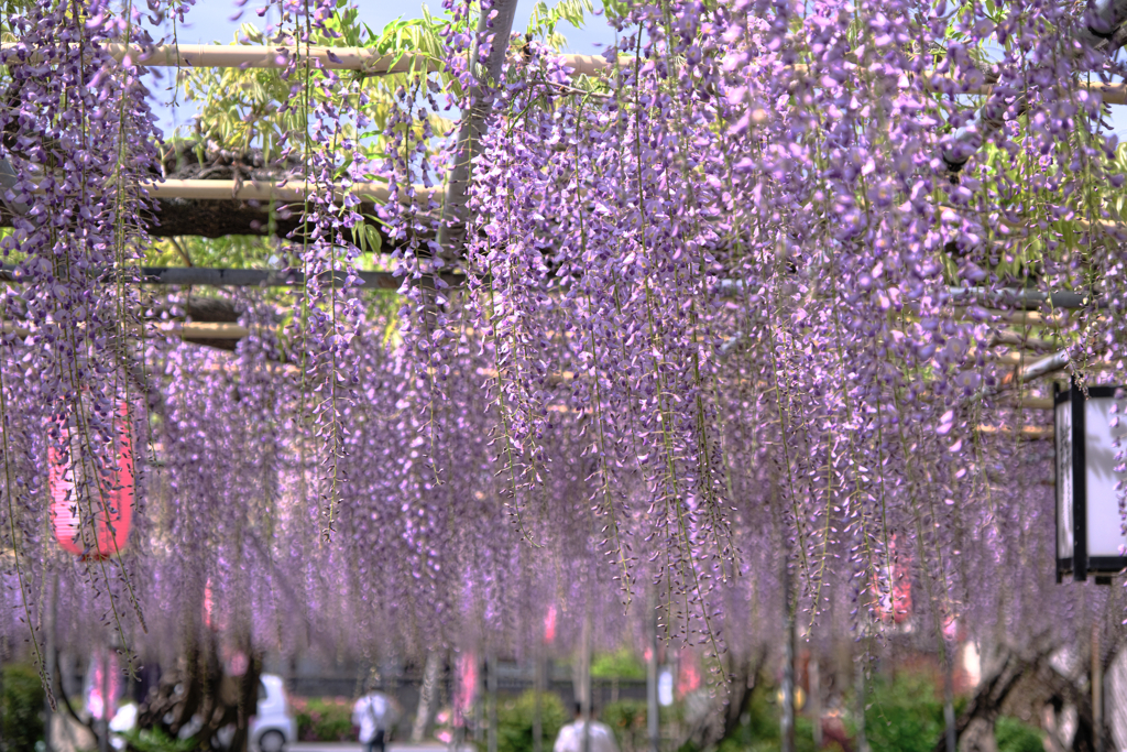 ちょっと早かった広藤園の藤＃４