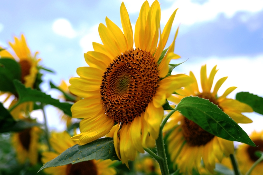 夏の風物詩・向日葵＃７