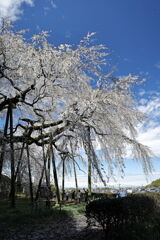 持統天皇が手植えの枝垂れサクラ＃９
