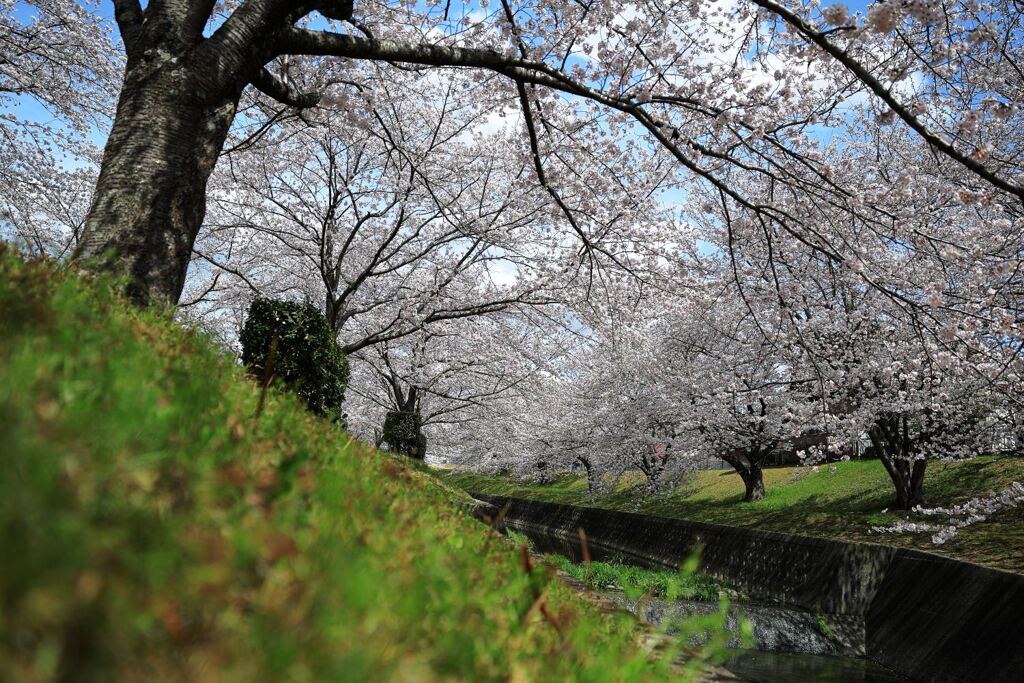 ソメイヨシノが満開のサクラ並木＃９