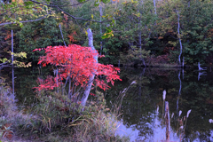 乗鞍高原で紅葉撮影＃２