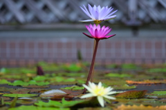 スイレンの花が見頃＃５