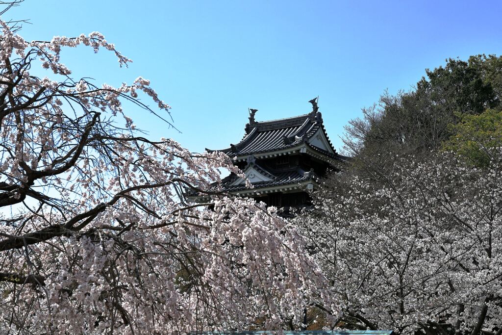 見頃の西尾歴史公園サクラ＃７