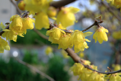 町内にある畑のロウバイが見頃＃３