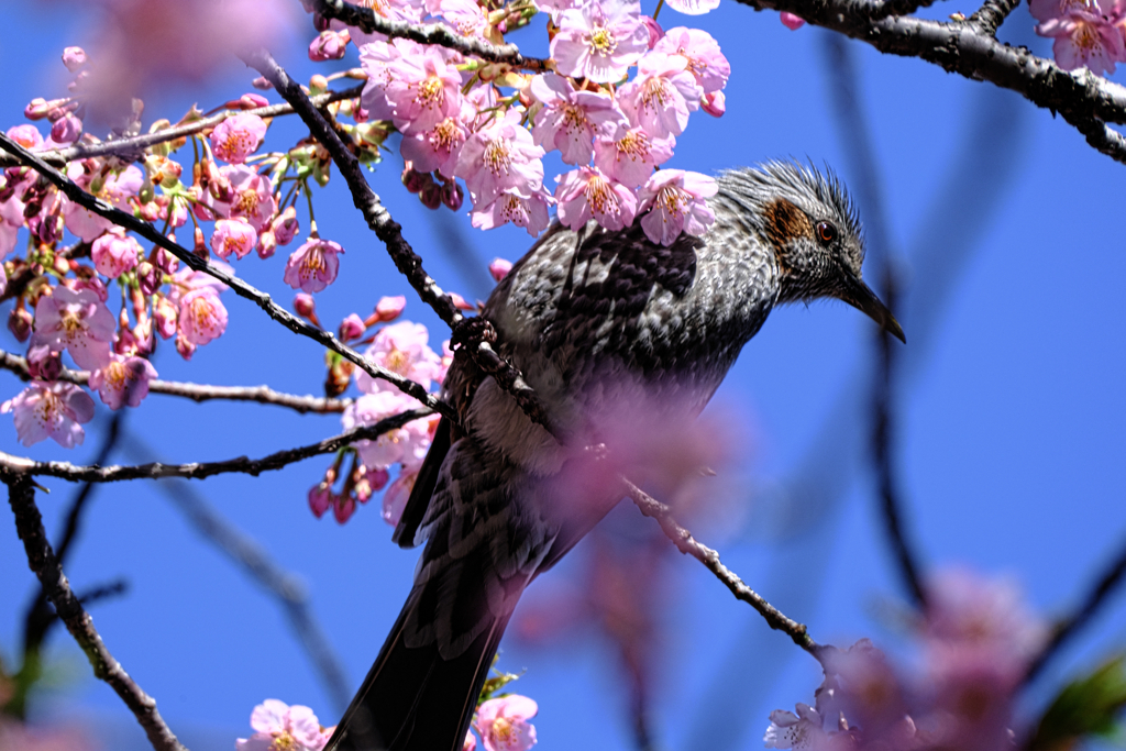 河津桜とヒヨドリさん＃４