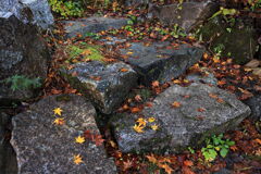 久し振りに大井平公園紅葉撮影＃１０