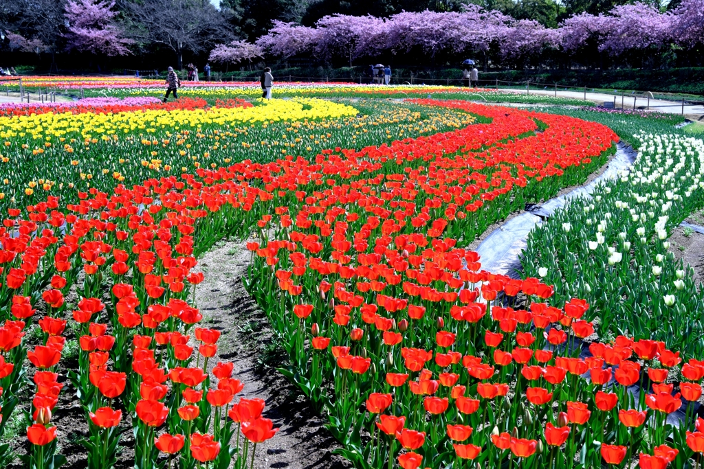 早咲きのチューリップがキレイ～＃４