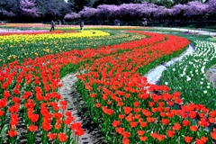 早咲きのチューリップがキレイ～＃４