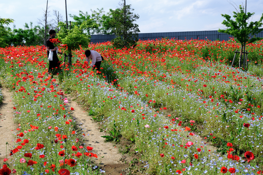 春爛漫・花盛り～＃５