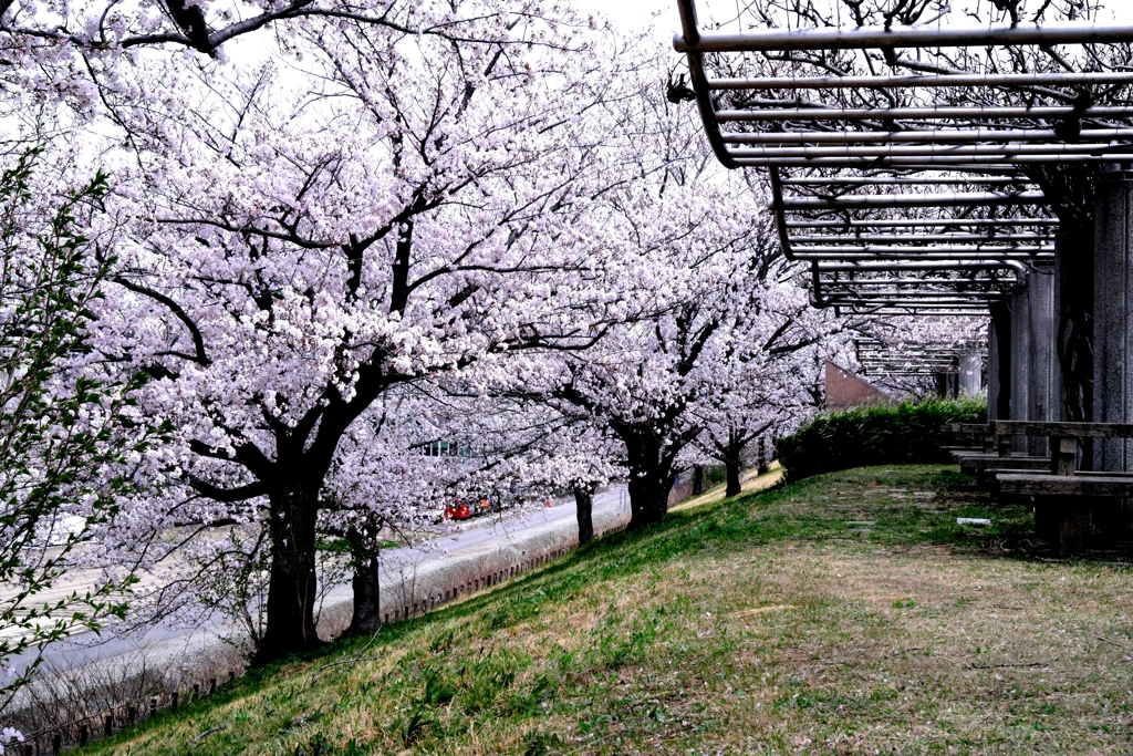 近場で効率良く2ヶ所でサクラ撮影＃９