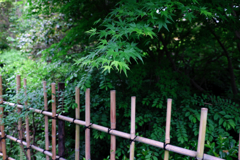 新緑が眩しい丈山苑#2