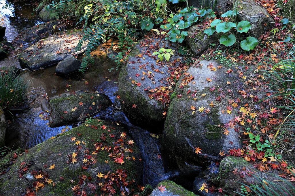 見頃を迎えた松平郷の紅葉＃８