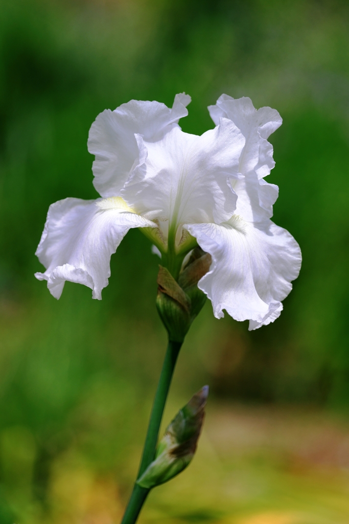 春うらら・花たちが咲き揃う＃３