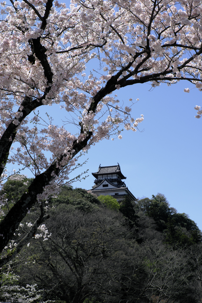 国宝犬山城と満開サクラのコラボ＃８