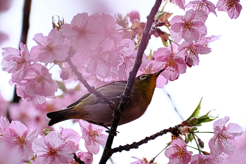 河津桜とメジロちゃん＃９