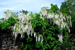 今シーズン見納めの藤の花＃８