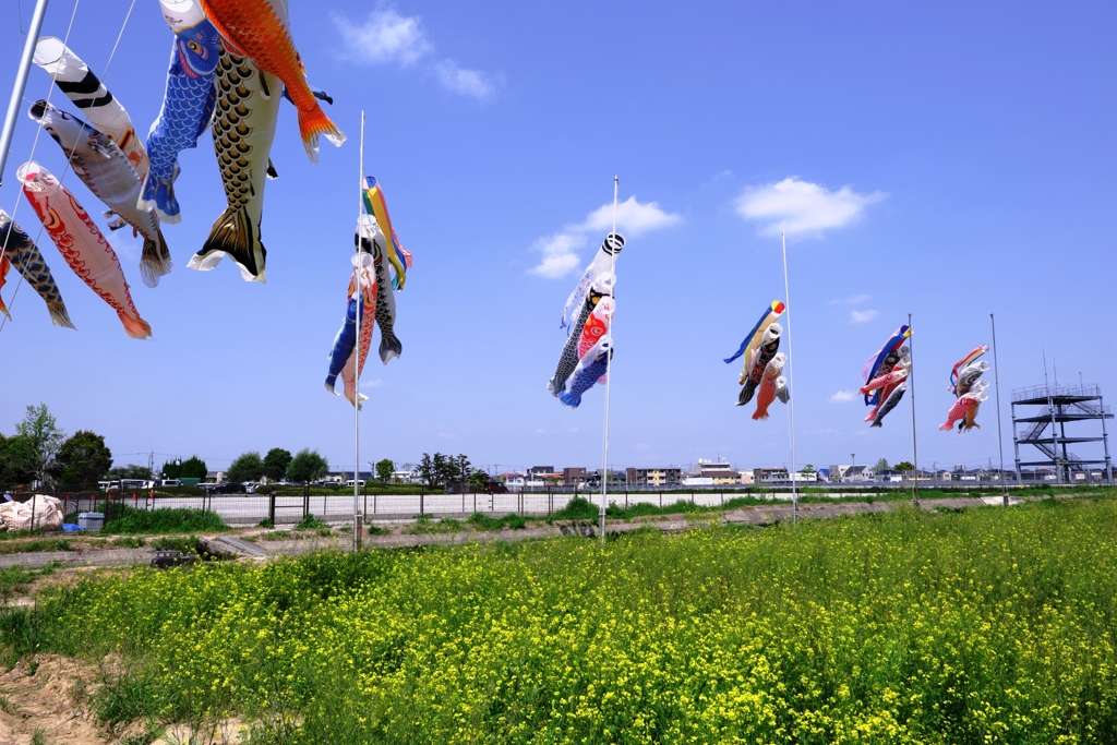 依佐美の鉄塔と鯉のぼり＃５