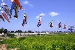 依佐美の鉄塔と鯉のぼり#5