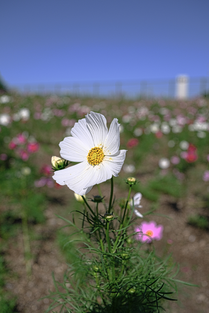 油ヶ淵水辺公園のコスモス＃３