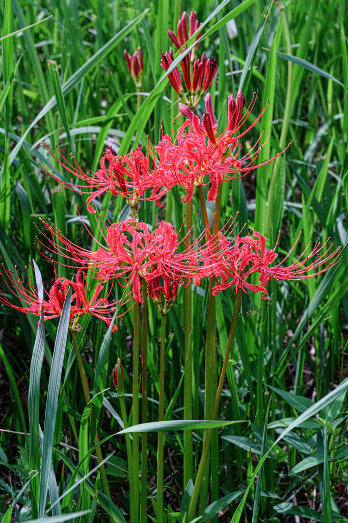 咲き始めた紅い彼岸花＃８