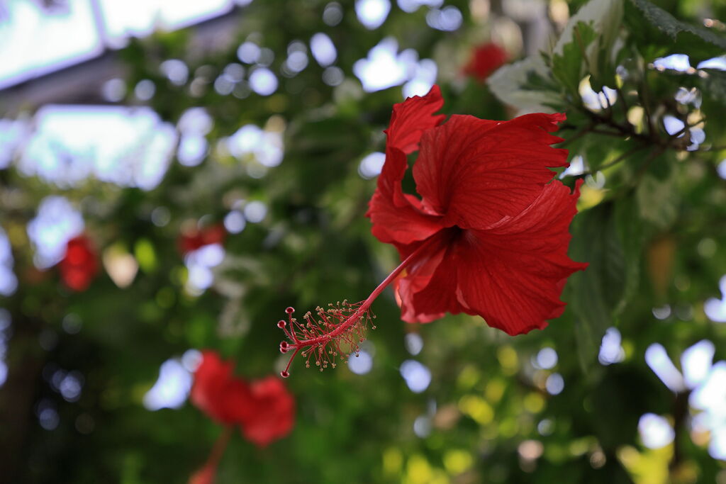 スイレンと温室内の花たち＃９