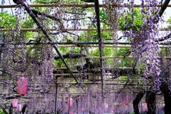 ローカルでも歴史のある藤園＃２