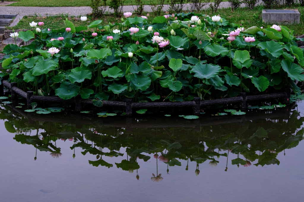 この時期魅力的なハスの花＃１