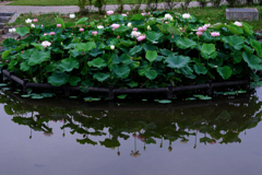 この時期魅力的なハスの花＃１