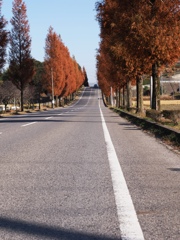 幸田町のメタセコイア並木＃７