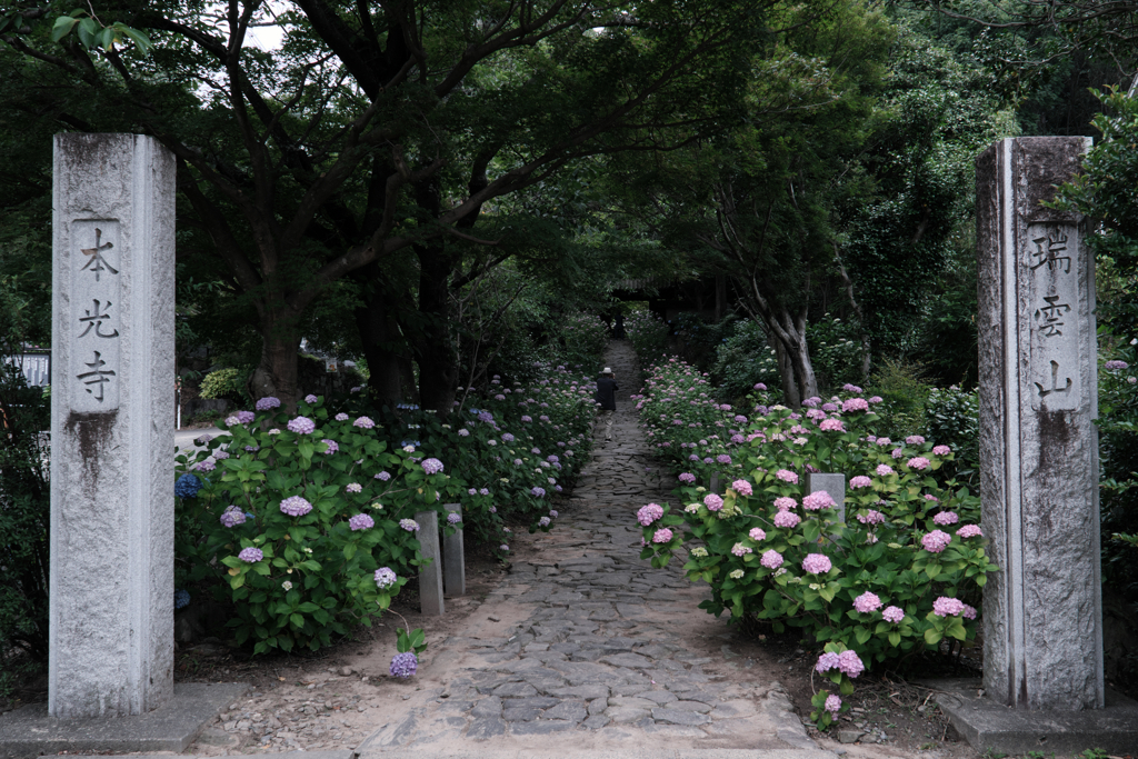 今年も逢いに本光寺の紫陽花＃１