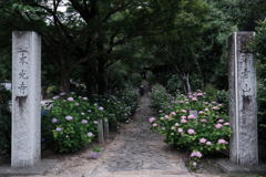 今年も逢いに本光寺の紫陽花＃１