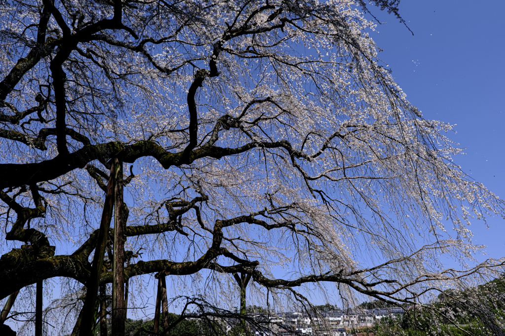 散り際の奥山田枝垂れサクラ＃７