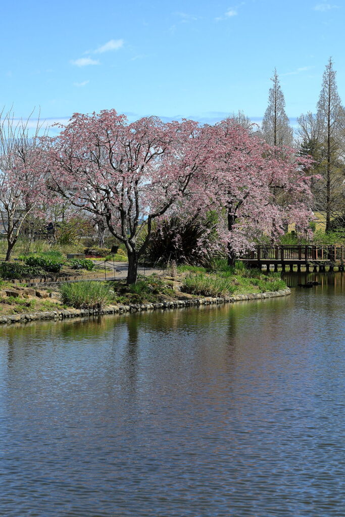 春爛漫のデンパーク安城＃３