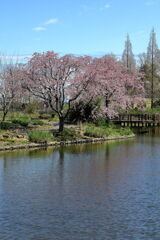 春爛漫のデンパーク安城＃３