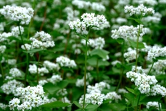 季節外れの早咲きソバの花＃４