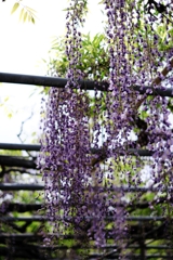 ローカルでも歴史のある藤園＃７