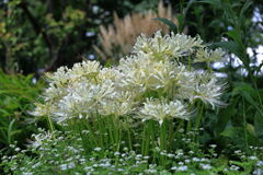 彼岸花で秋の気配#4