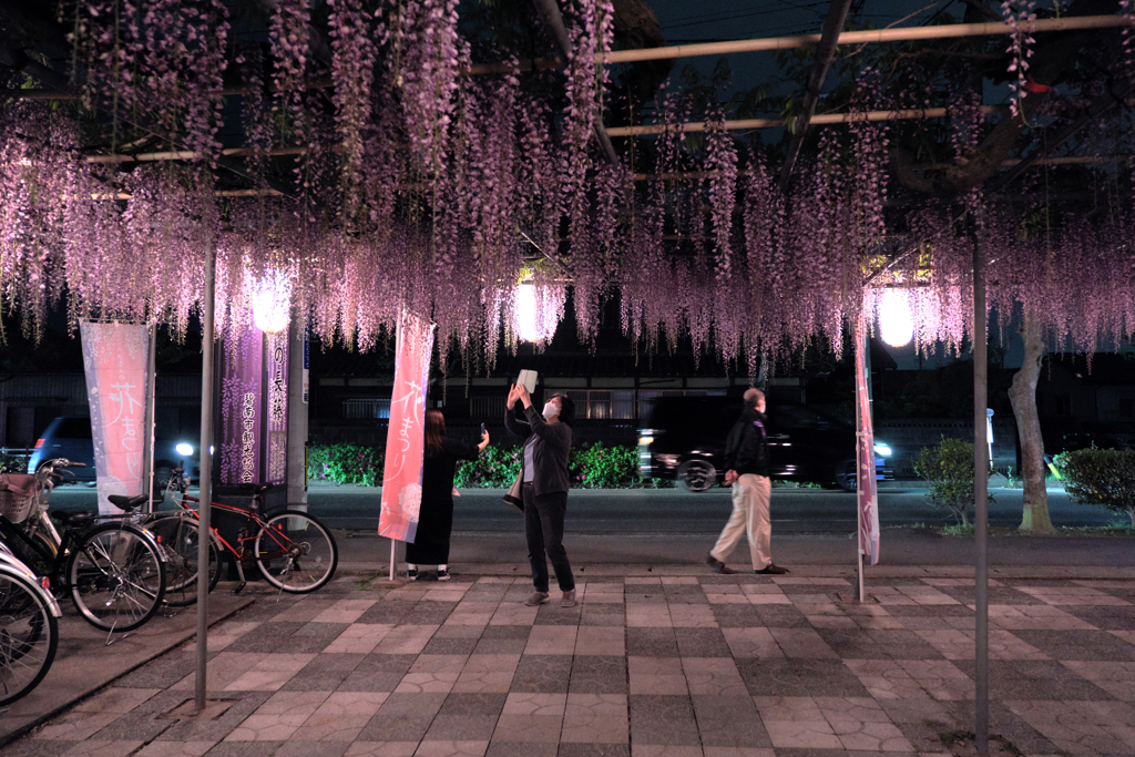 夜の藤棚撮影＃１