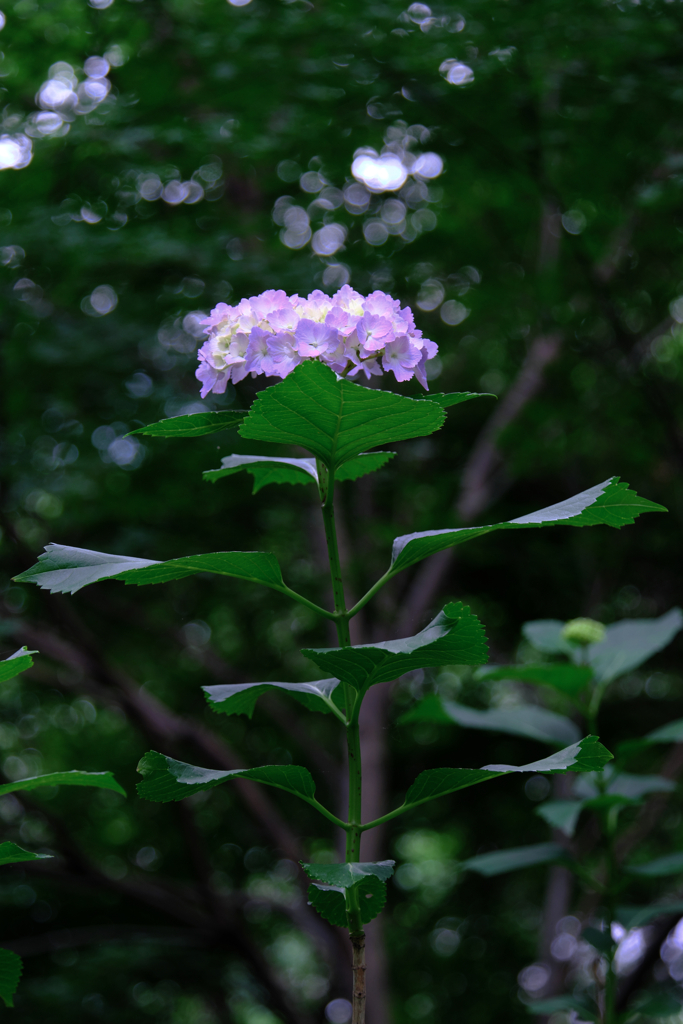 今年も逢いに本光寺の紫陽花＃５