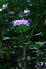 今年も逢いに本光寺の紫陽花＃５