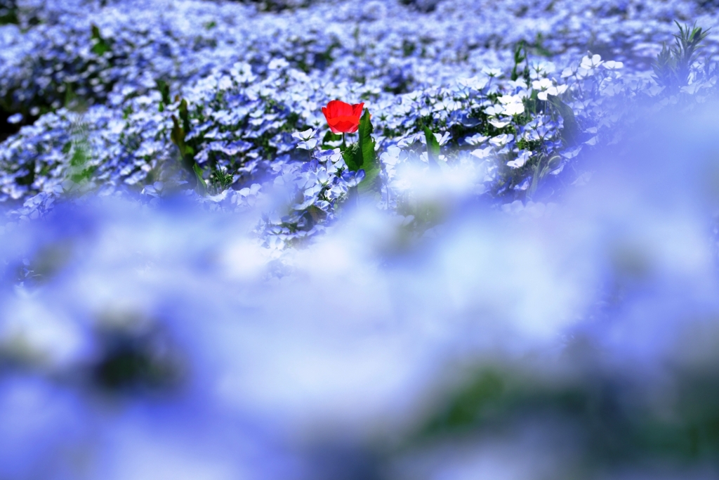 ネモフィラがもう～見頃＃３