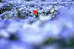 ネモフィラがもう～見頃＃３