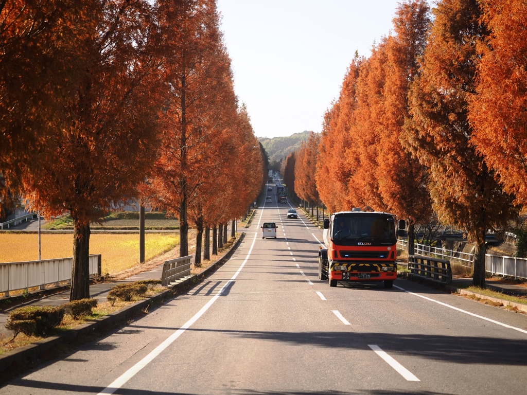幸田町のメタセコイア並木＃４