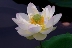 この時期魅力的なハスの花#5