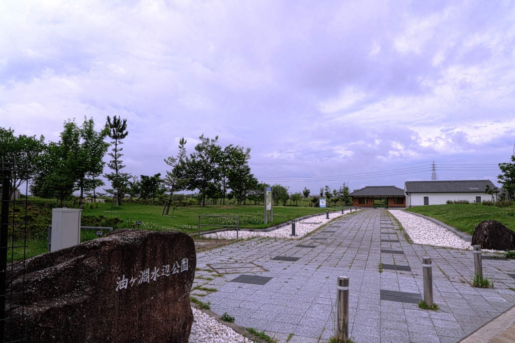 水辺公園の蓮の花＃１