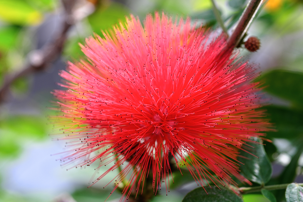 デンパーク・温室内の花たち＃５