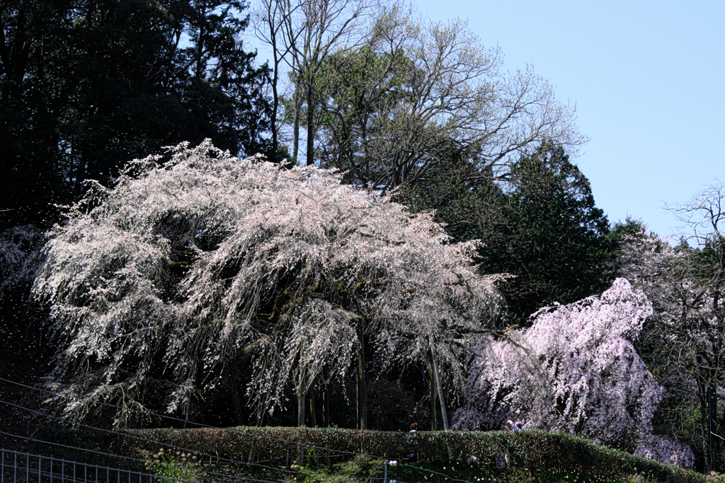 散り際の奥山田枝垂れサクラ＃１