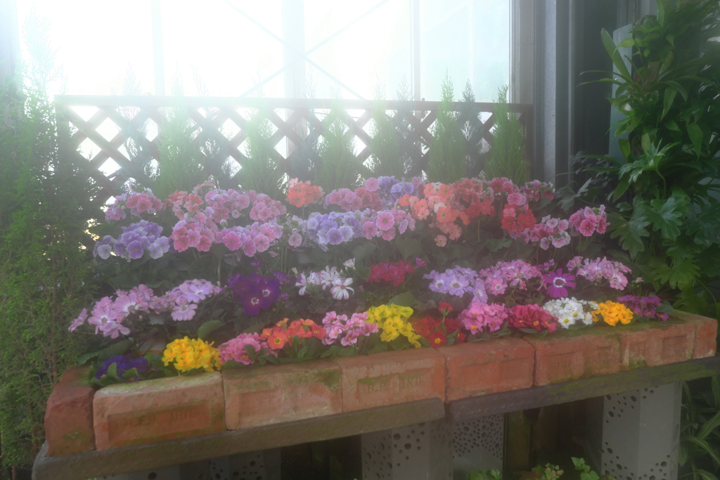 勝手にソフトフォーカス・・・・＃６